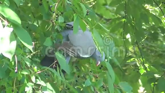 木鸽坐在树枝上视频的预览图