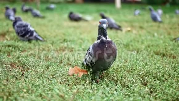 一群鸽子坐在公园的草地上视频的预览图
