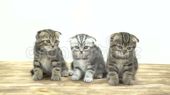 三只小猫坐着喵喵叫白色背景视频的预览图
