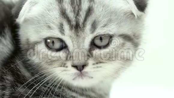小猫斑点苏格兰褶皱品种坐白色背景关门视频的预览图