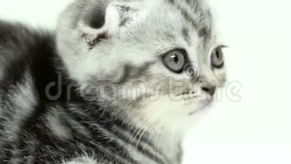 幼儿小猫苏格兰褶皱看着两边白色背景关门视频的预览图