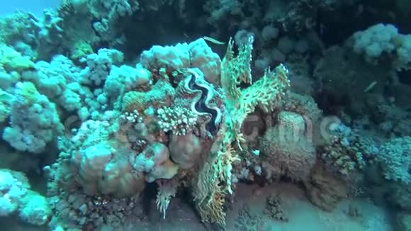 软体动物双壳类TridacnaMaxima双壳类软体动物生长于红海暗礁上的珊瑚中视频的预览图