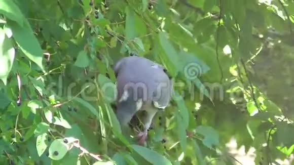 木鸽坐在树枝上视频的预览图