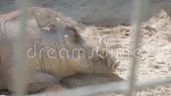 动物园里的野猪大型野猪雌性视频的预览图