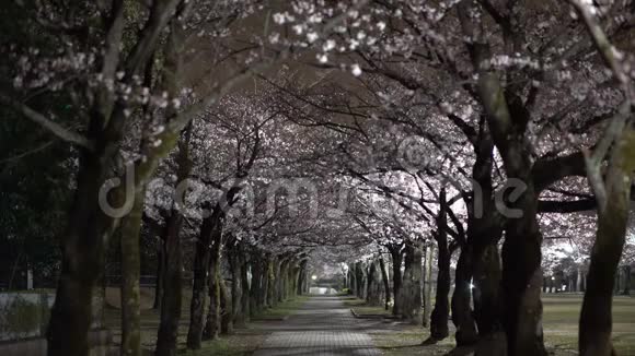 东京一个公园的樱花街道伴有鸟鸣的晨景视频的预览图