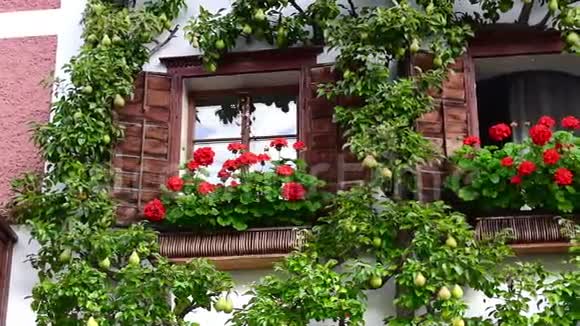 花和灌木丛站在五颜六色的房子附近的花盆里奥地利哈尔斯塔特的漂亮街道视频的预览图