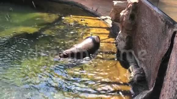 河马在动物园里潜入水中高角度视野视频的预览图