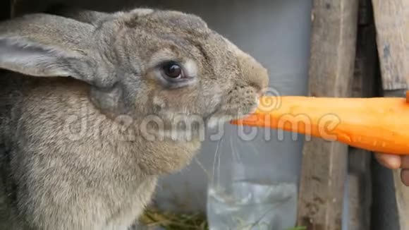 有趣的很大的灰色兔子咀嚼或吃大胡萝卜复活节概念视频的预览图
