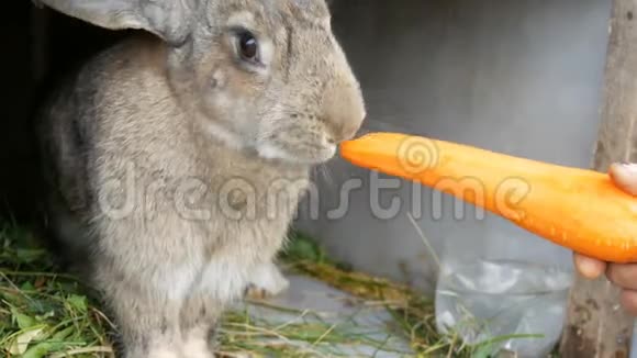 有趣的很大的灰色兔子咀嚼或吃大胡萝卜复活节概念视频的预览图