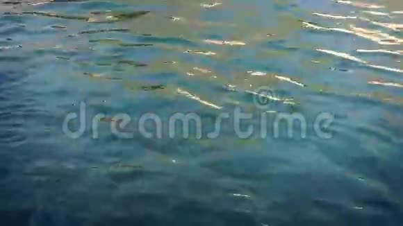 海狮潜入海里视频的预览图