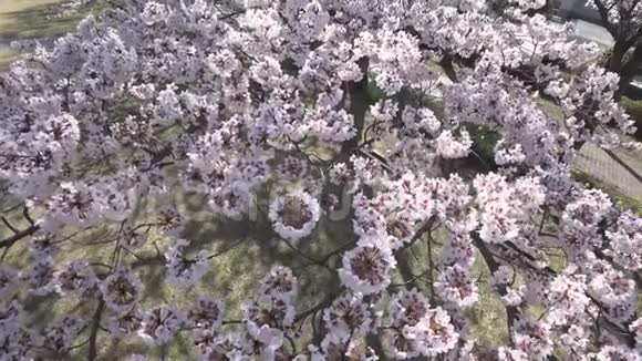 东京公园樱花盛开的特写镜头视频的预览图