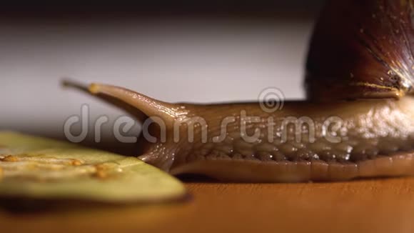 大蜗牛吃蔬菜视频的预览图