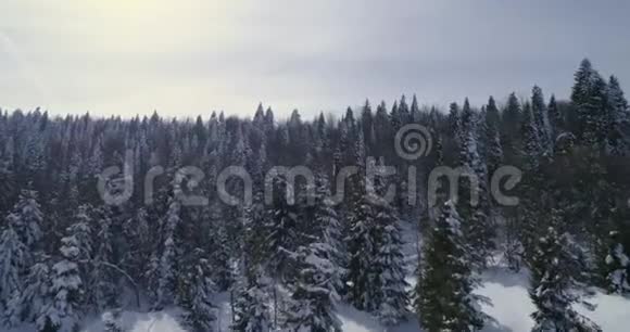 鸟瞰美丽的冬林雪中针叶树飞在树间视频的预览图