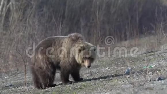 可怕的野棕熊在春天的森林里的石头上寻找食物视频的预览图