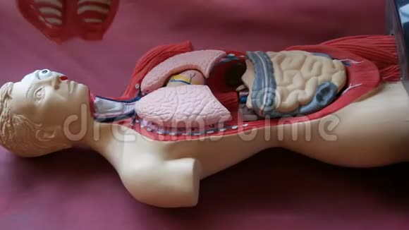 人体解剖结构的玩具模型一个青少年的手在人体内部拆卸人工视频的预览图
