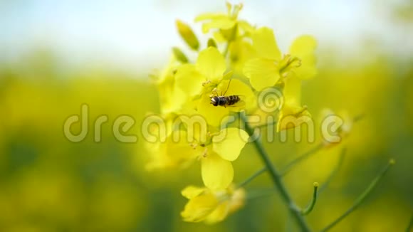 蜂蜜蜜蜂在黄花上收集花粉视频的预览图