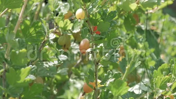 新鲜的绿色醋栗在一个带有阳光的醋栗灌木枝条上水果花园里的鹅莓新鲜和成熟视频的预览图