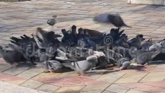 一群鸽子啄着黄色的臀部视频的预览图