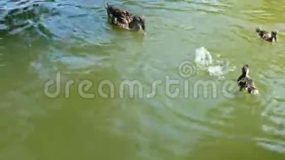 湖里的鸭子和小鸭子妈妈视频的预览图