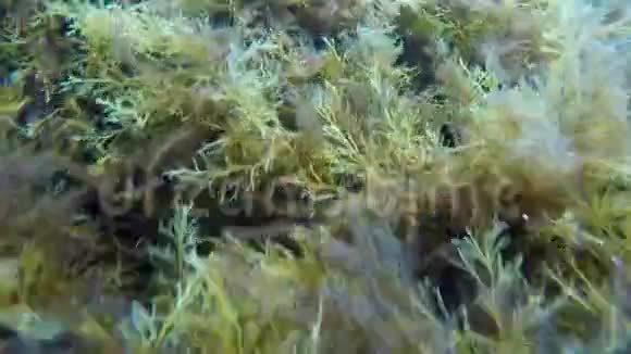 潜水者在水下探险者的角度与杂草丛生的巨石亲密游动视频的预览图