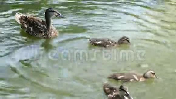 湖里的鸭子和小鸭子妈妈视频的预览图