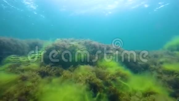 在海草覆盖的大石头上游动的鱼群水下的生物视频的预览图
