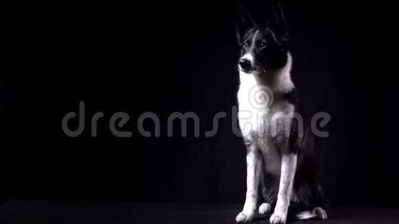 带短毛的边境牧羊犬坐在黑色背景上视频的预览图