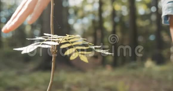 在绿色的自然背景下女人手触植物视频的预览图