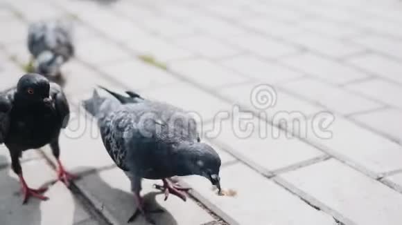 美丽的鸽子特写鸟吃面包视频的预览图