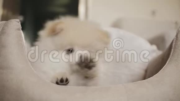 有趣的波美拉尼亚小狗舔女人A一只的手视频的预览图