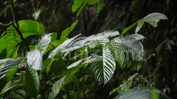 热带丛林大雨期间落在绿叶上的雨滴4K慢动作自然镜头印度尼西亚巴厘视频的预览图