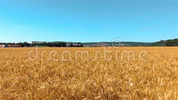 麦田夏季农业概念景观视频的预览图