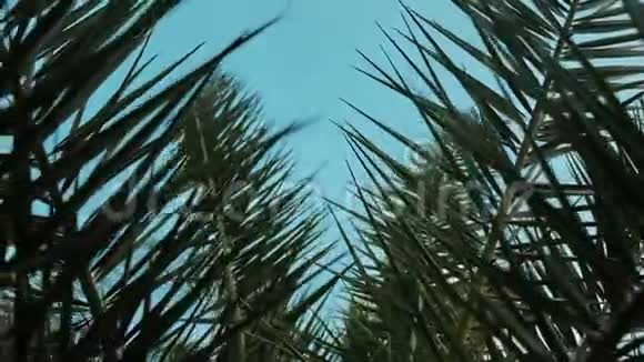 锋利的绿色棕榈叶从下面射出视频的预览图