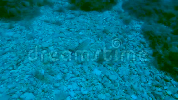 小鱼沿着海底游来游去躲在长满杂草的石头中探索视频的预览图