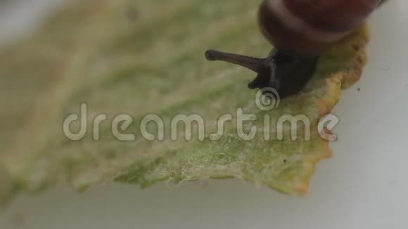 一片大片蜗牛爬在叶子上视频的预览图