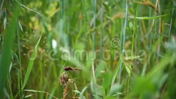 绿燕麦田蜻蜓坐在树枝上夏日炎炎视频的预览图