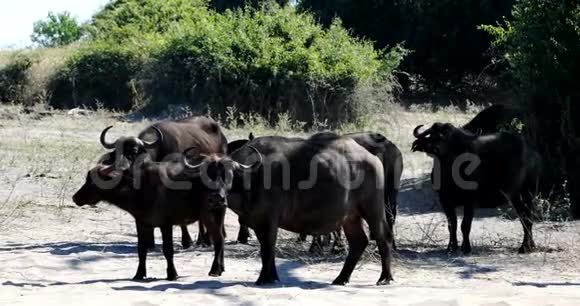 布法罗角在丘比河博茨瓦纳野生动物视频的预览图