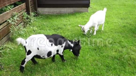 2院子里吃草的山羊视频的预览图