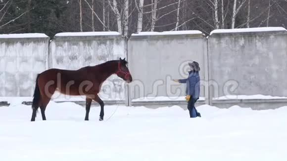 冬天骑手在田里散步对待棕马视频的预览图