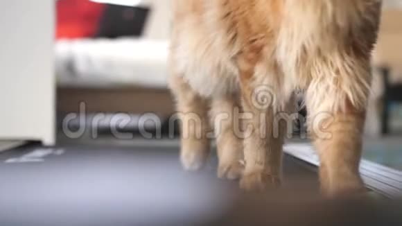 一只猫的爪子在跑步机上跑慢动作3840x21604k视频的预览图