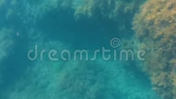 水下苔藓生长在大巨石上海藻的生命探索海底视频的预览图