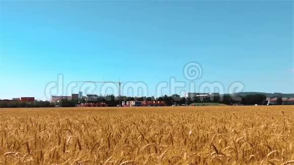 麦田夏季农业概念景观视频的预览图