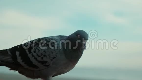 鸽子坐在地上或沙子顶着天空城市解放鸽子视频的预览图