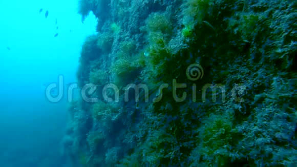 小鱼在悬崖边游泳长满了淹没的苔藓海上居民视频的预览图