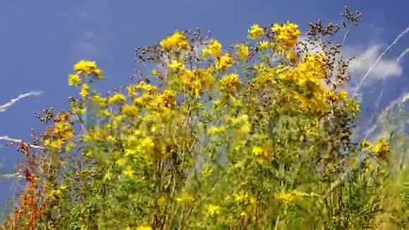 圣约翰麦汁有花的药用植物视频的预览图