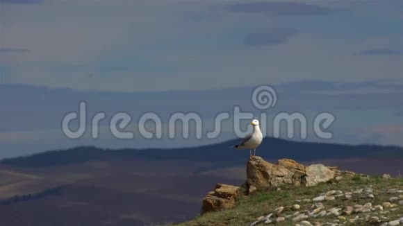 海鸥站在岩石上视频的预览图