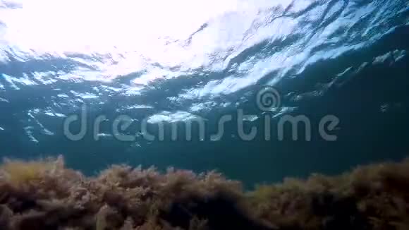 海龟在靠近水面的海藻上游动寻找食物观察视频的预览图