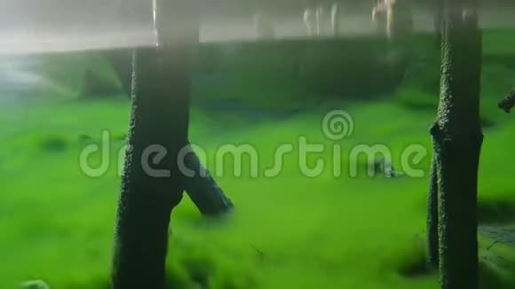 蓝色清澈的湖水中的绿色淤泥视频的预览图