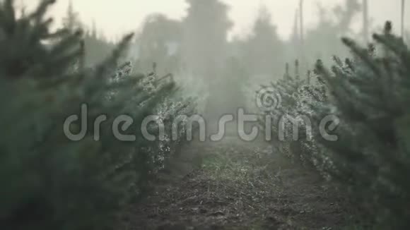 雨下的森林花园视频的预览图