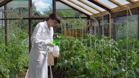 温室番茄实验样品的处理视频的预览图